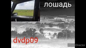 тепловизионный монокуляр iray dvdp09 лошадь в дали