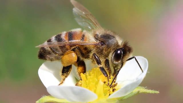 Звуки Пчелы Как пчёлы жужжат пчелы мёд звукиживотных звукиприроды