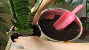 Сансевиерия Масониана вариегатная(masoniana yellow variegated), Футура Гилт Эйдж(Futura Gilt Edge)