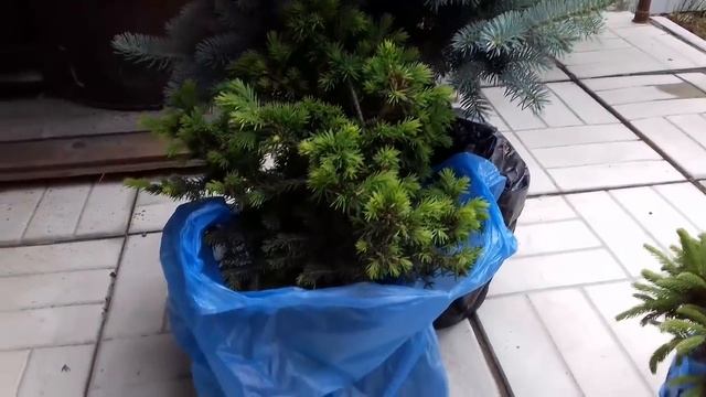 Мои покупки в Питомнике растений Петровский парк. . Хвойные и барбарисы Препарат АГАТ-25К смотреть онлайн