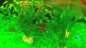 Красноухая черепаха и рыбки