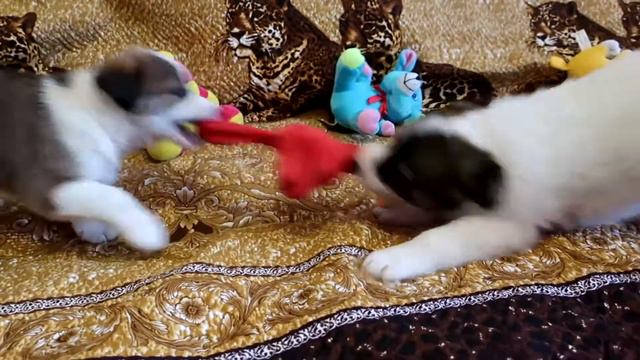 И ещё немного малышат ))) смотреть онлайн