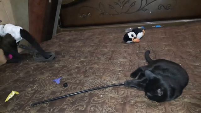 Странное поведение домашних пушистиков.