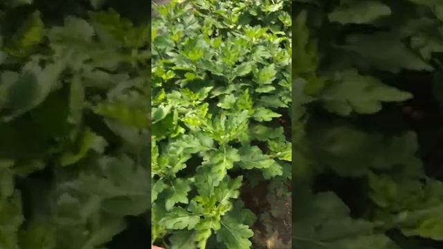 21 июля 2022 г. смотреть онлайн