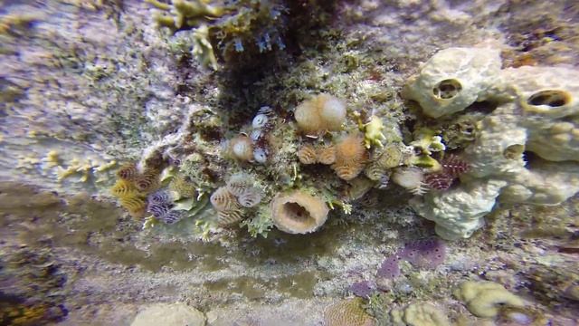 Tube Worms; Now you see me, Now you don't смотреть онлайн