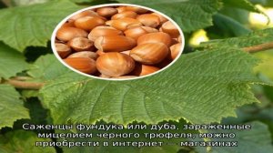 Бизнес по выращиванию трюфелей