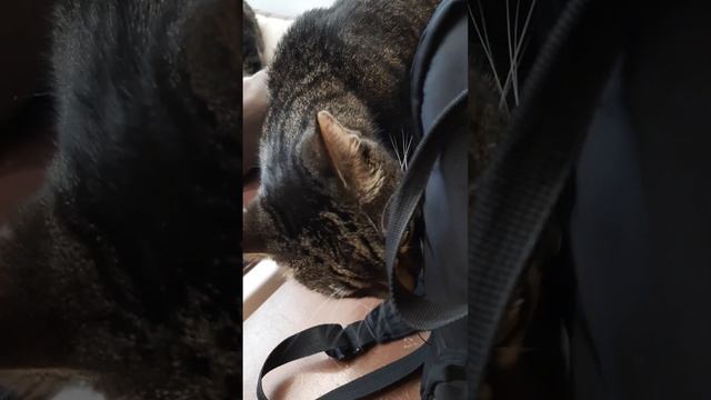 КОТОКАФЕ в Санкт-Петербурге!? Пушистое настроение?