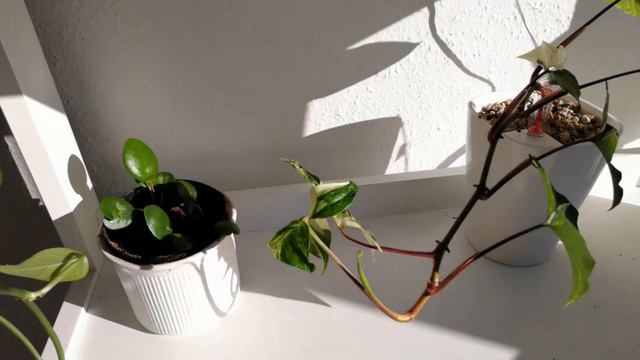 Growing Plants - Syngonium Albo Variegata Time Lapse NEW LEAF | Plantkins