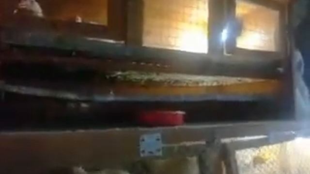 Забой бройлера. Вес тушки в 40-45 дней смотреть онлайн