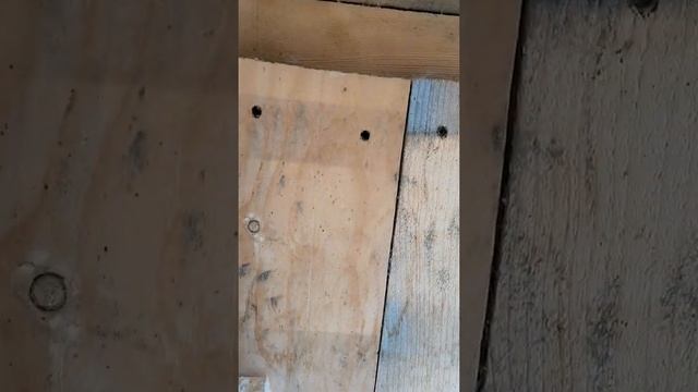 Строкачи. Моё небольшое хобби.