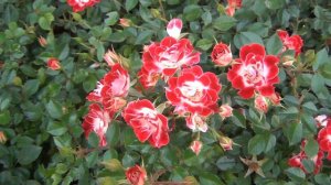 Portland Rose Garden Little Artist