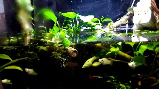 Анубиасы над водой смотреть онлайн