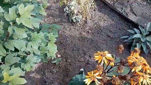 Бузульник зубчатый.  Морозостойкие сорта.