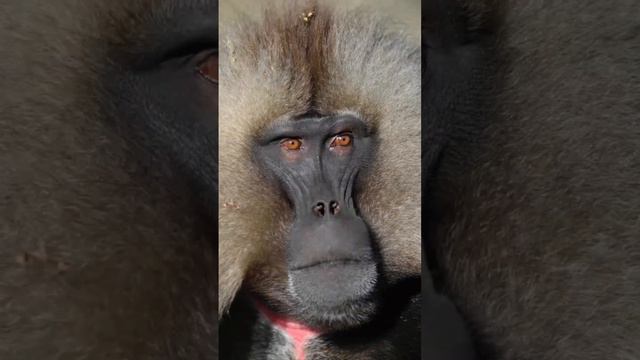 Gelada Baboons in Simien Mountains National Park, Ethiopia 🇪🇹 . Follow us for more 🎥: Alexander Ley