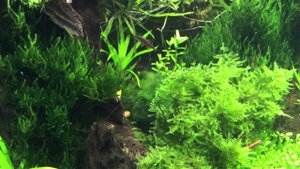 Расборы сп Галактика и прочие. Rasboras sp. Galaxy