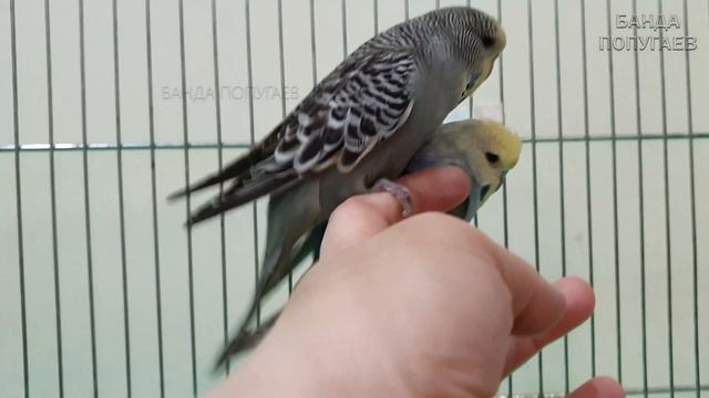 Как приручить попугая || А можно ли двоих? смотреть онлайн