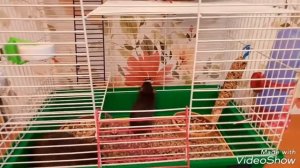 Делаем одну большую клетку для крысы из двух