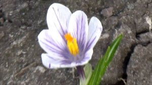 Единственный и неповторимый крокус в моем саду Krokus