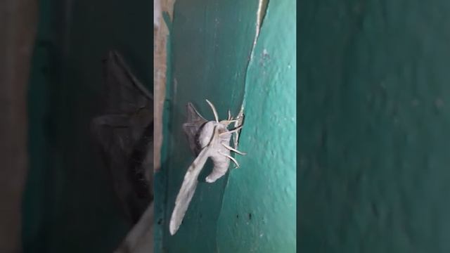 Мотылек - тополевый бражник Langia Zenzeroides смотреть онлайн