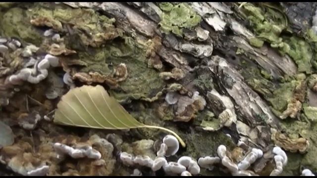 Опеньок зимовий (Фламуліна) смотреть онлайн