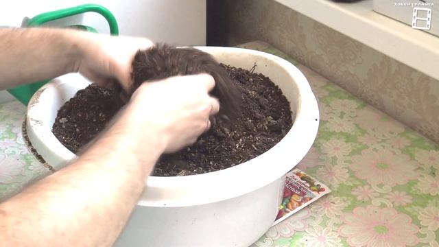 СУПЕР СПОСОБ ПОСЕВА СЕМЯН ЛУКА НА РАССАДУ. ЛУК-ЧЕРНУШКА. САД (ОГОРОД) И ТЕПЛИЦА 5-21