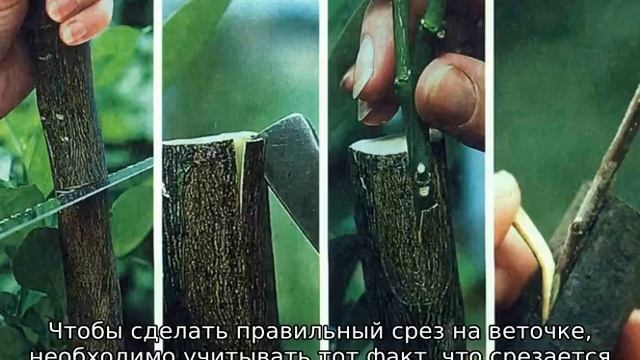 Как привить черешню на черешню смотреть онлайн