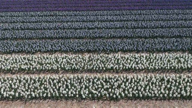 Цветочные поля в Нидерландах | апрель 2018 | Tulip fields in Netherlands on DJI Spark смотреть онлайн