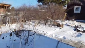 Сибирский огород в Ноябре. Борьба с мышами! (СУПЕРсовет). Мышей нет. Что под снегом.
