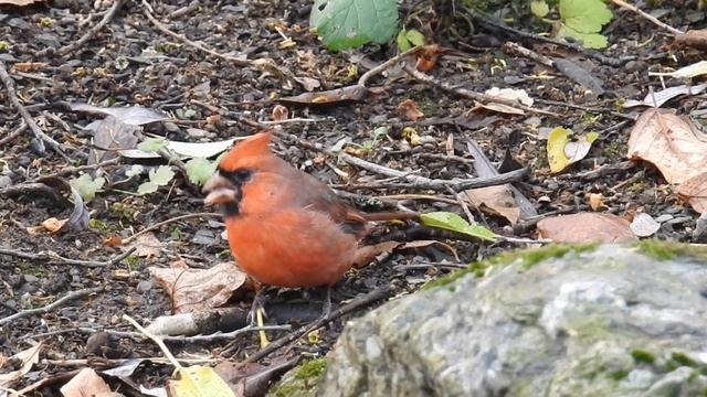 Cardinal rouge, Northern Cardinal смотреть онлайн