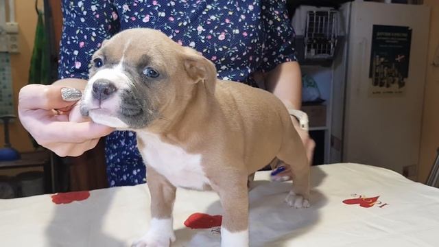 Миф о короткой памяти у собаки (Девочка продана) смотреть онлайн