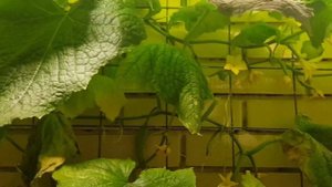 Огурцы под фитолампой! А вы выращивали огурцы зимой?