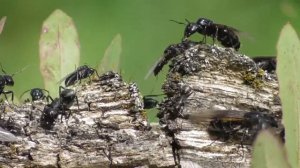 Колония чёрных муравьёв-древоточцев.  ( Camponotus vagus )