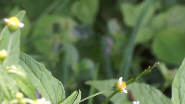 Żółtlica drobnokwiatowa - Galinsoga parviflora смотреть онлайн