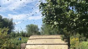 25-08-2024 Прилетел РОЙ ПЧЁЛ 🤗