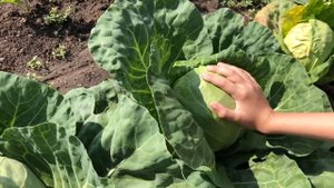 Ранняя капуста Алина, Парел и Июньская.