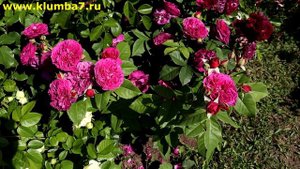 25 СОРТОВ РОЗ пурпурного, сливового, фиолетово-бордового и малинового окраса! Только самые лучшие..