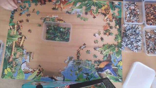 Timelapse puzzle educa -ternura salvaje- 1000piezas смотреть онлайн