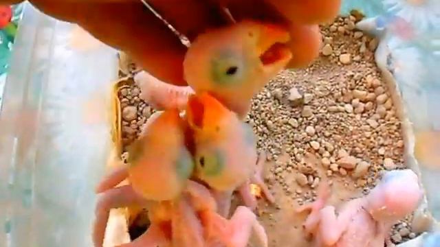 Воронеж Выкормыши Ожереловых попугаев смотреть онлайн