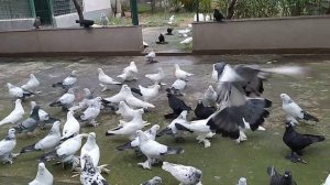 Бойные голуби. Как лечить хрипоту у голубей. 19.10.21 Грузия. Тбилиси