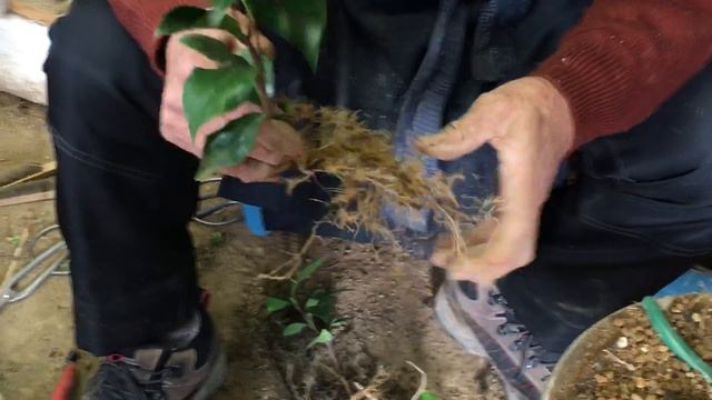 自由な根をいかしながら小品盆栽を仕立てる実生椿2年目スタートと折り返しでいい素材が見つかる生産者小品盆栽職人に教えてもらおう・植え替え教えますはお店で購入された方限定・矢島清芳園・やじま園＠盆栽タネ смотреть онлайн