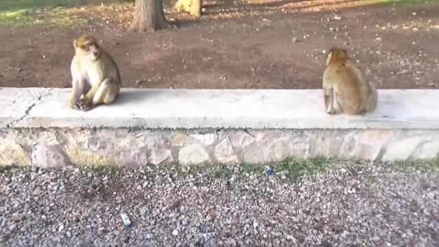 Мароко парк Ифране при маймуните смотреть онлайн