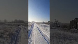 Ивермек. Чесотка у поросят.