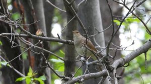 Соловей поет.