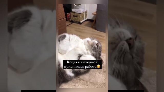 #story #смех #юмор #приколы #менты #кошка #котики #милота