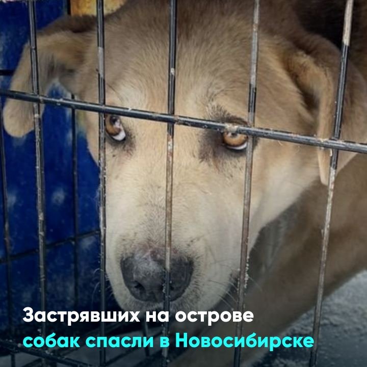 Застрявших на острове собак спасли в Новосибирске