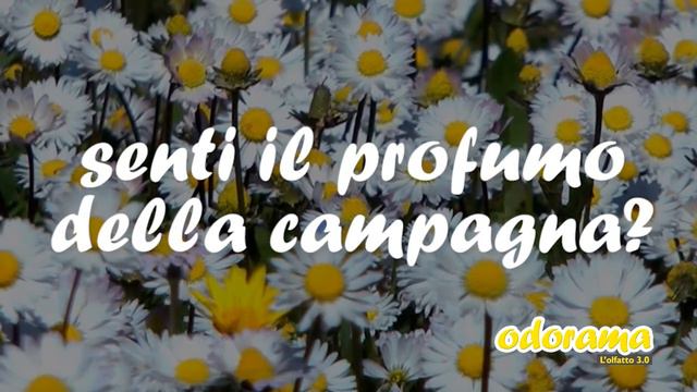 ODORAMA L'olfatto 3.0 | PRESENTAZIONE FasanoLive.com смотреть онлайн