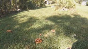 Опята Ссыхающиеся , опознаем и собираем . №2 из серии "Грибы и всякая дичь"