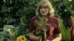 Как сохранить зимой бегонию клубневую