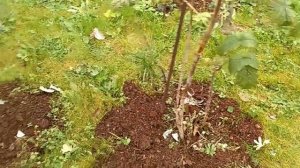 ОБРАБОТКА КУСТОВ МАЛИНЫ ОСЕНЬЮ.