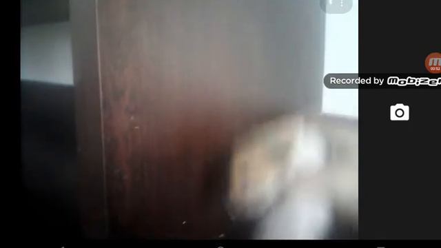 Мой хома смотреть онлайн